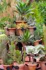 Marrakech-Morocco Beautiful arid garden filled with cacti-succulents Art Print